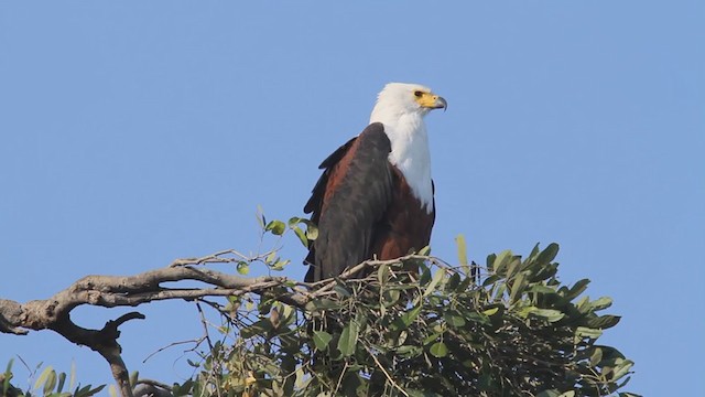 African Fish-Eagle - ML301499571