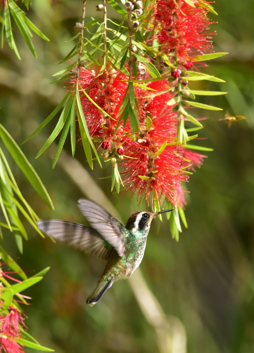 White-eared Hummingbird - ML301499741
