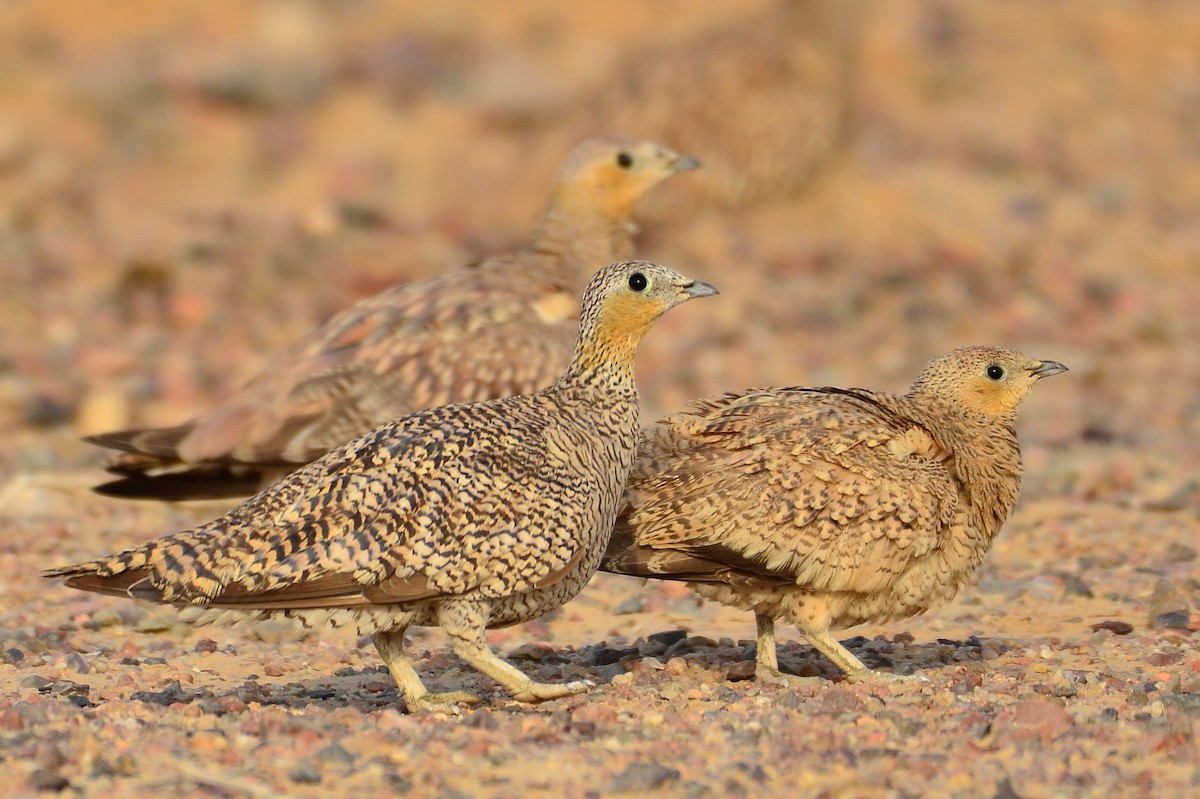 Crowned Sandgrouse - Watter AlBahry