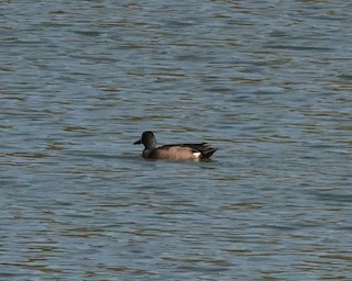 Blue-winged Teal, ML301502261