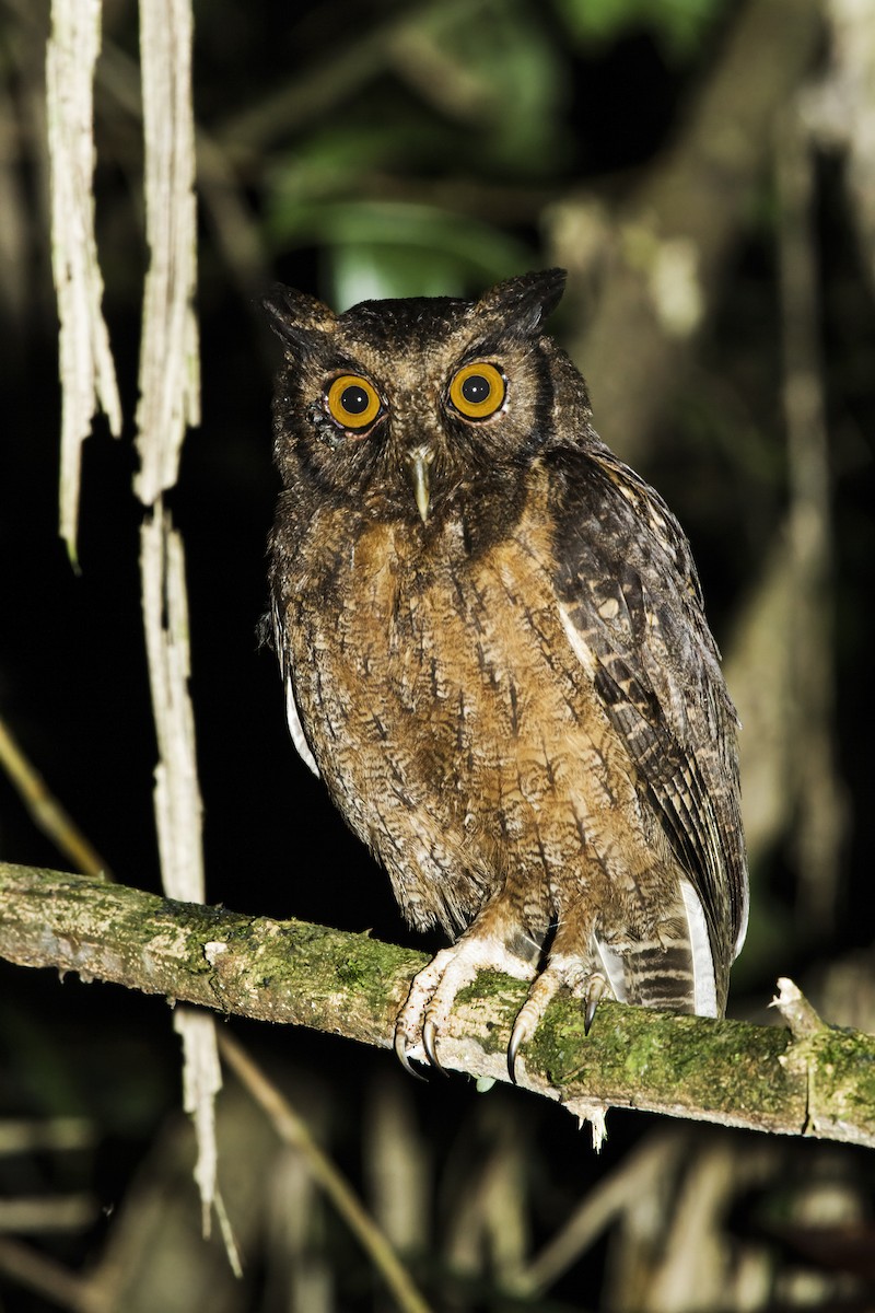 Tawny-bellied Screech-Owl (Tawny-bellied) - ML301505971