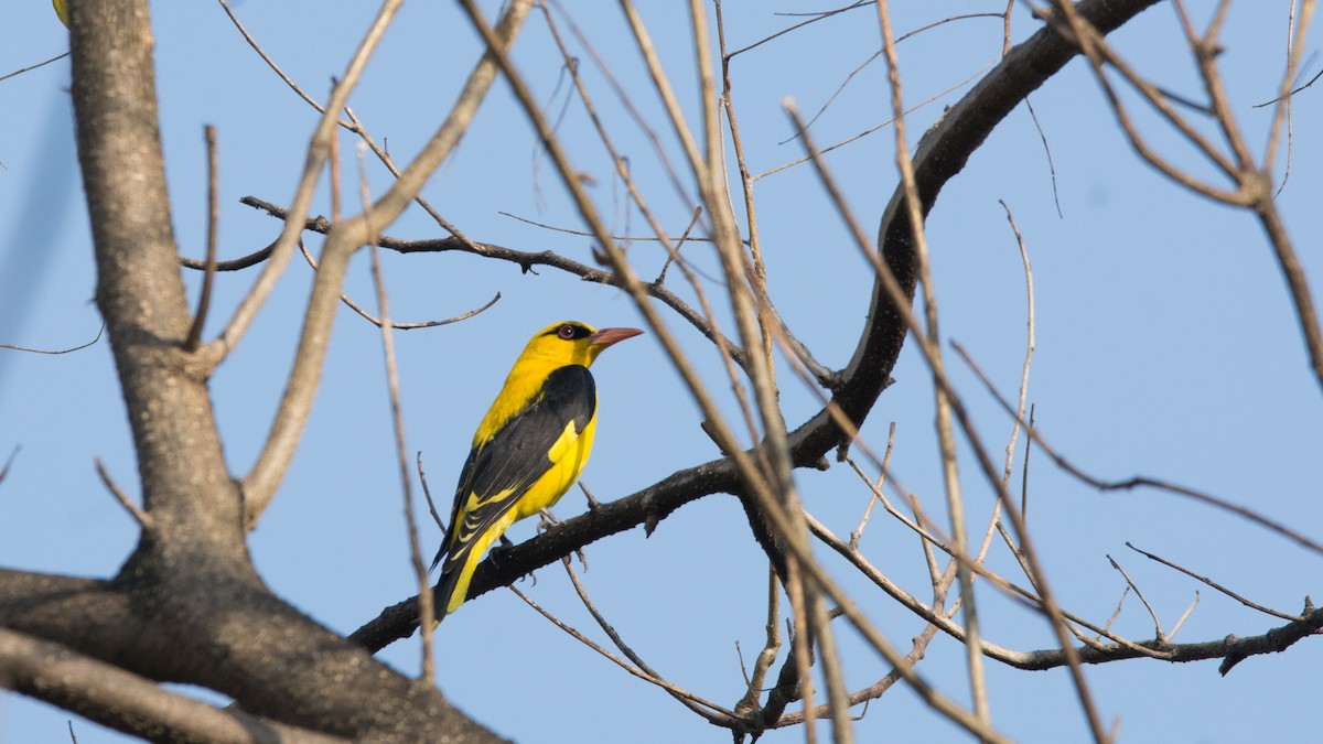 Indian Golden Oriole - ML301509411