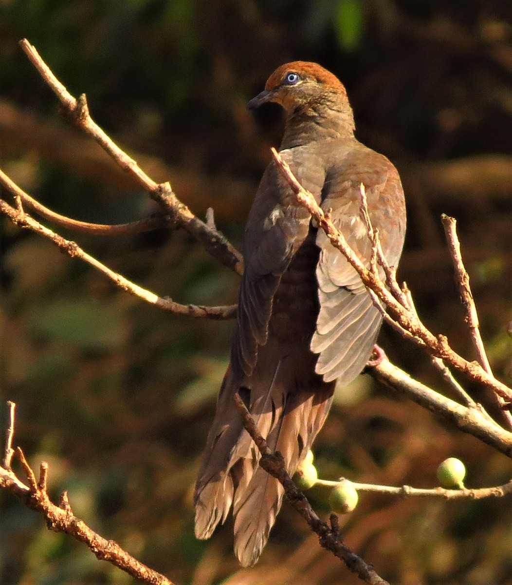 Brown Cuckoo-Dove - ML301513801