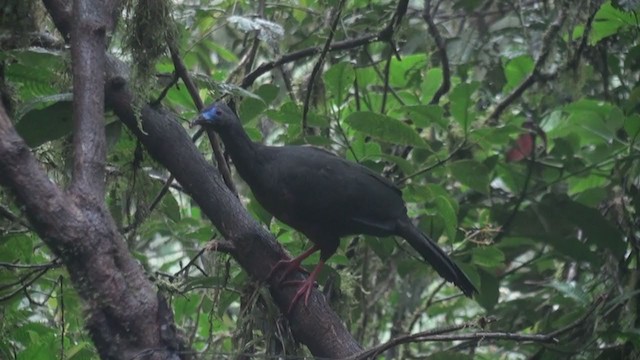 Sickle-winged Guan - ML301515491