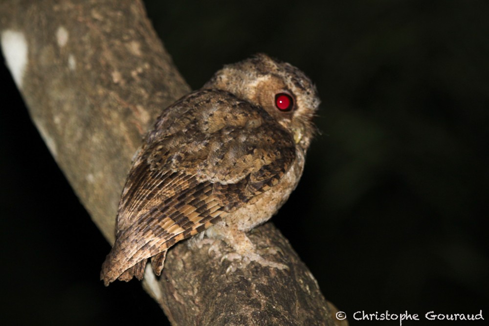 Collared Scops-Owl - Christophe Gouraud