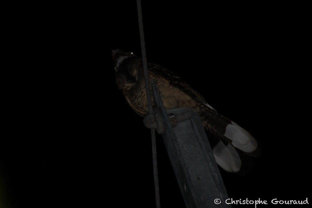 Large-tailed Nightjar - Christophe Gouraud