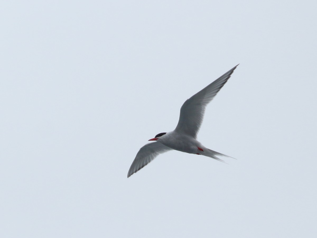 South American Tern - Keith Valentine