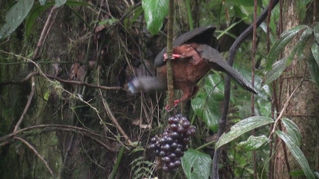 Sickle-winged Guan - ML301519041