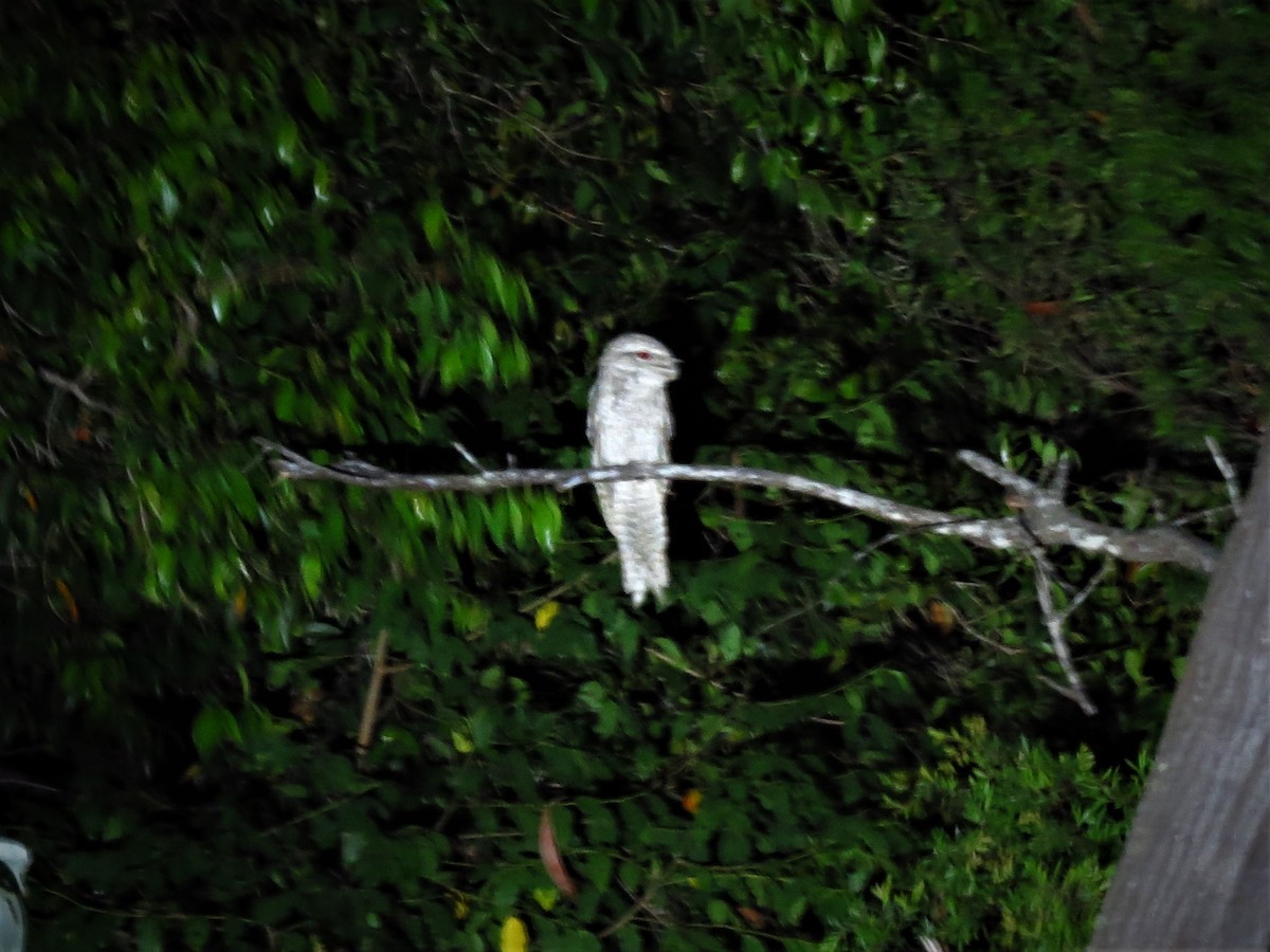 Marbled Frogmouth - ML301520561