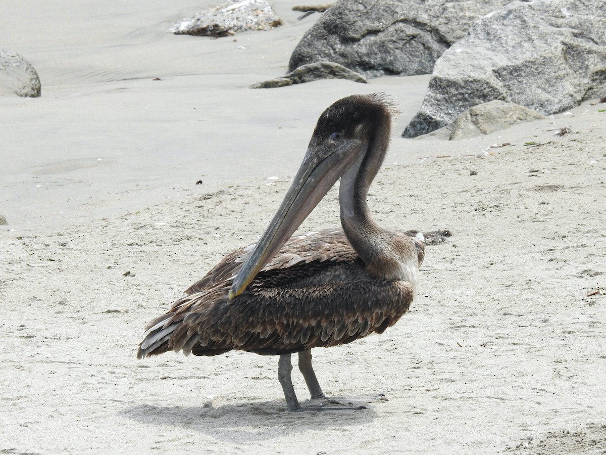 Brown Pelican - Ross (Rosmery Alcarraz)