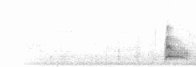 sokolík kropenatý - ML301526