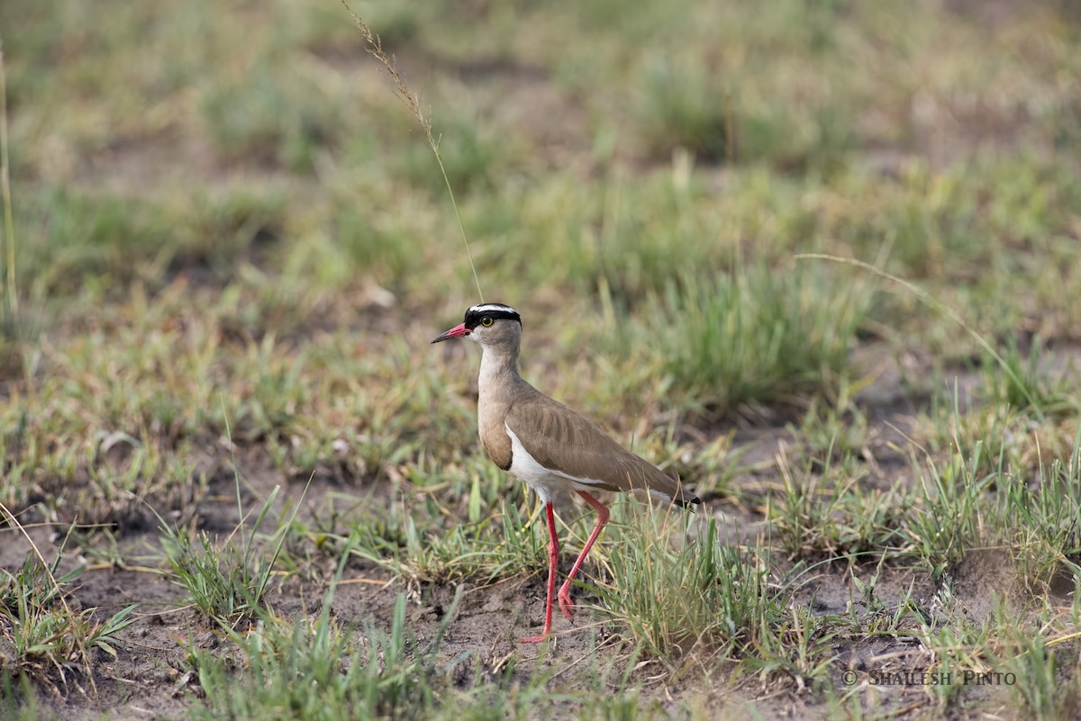 Crowned Lapwing - ML30152791