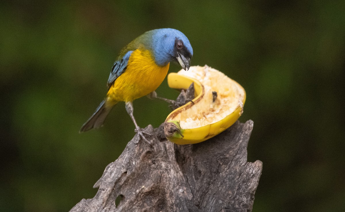 Blue-and-yellow Tanager - ML301527991