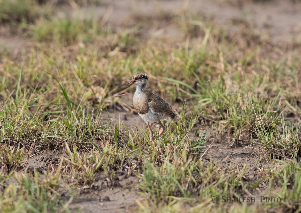 Crowned Lapwing - ML30152821
