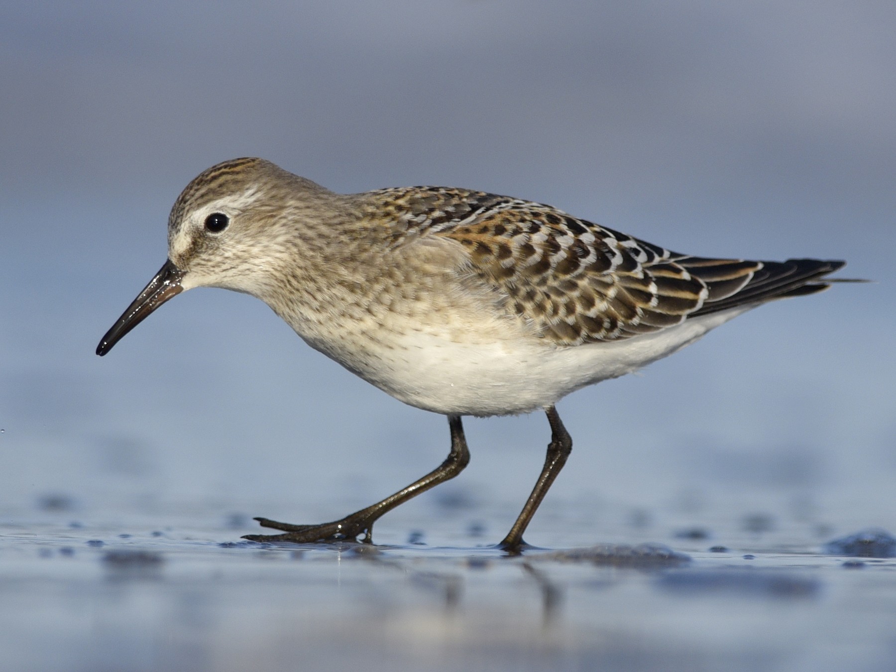 White-rumped Sandpiper - Daniel Irons