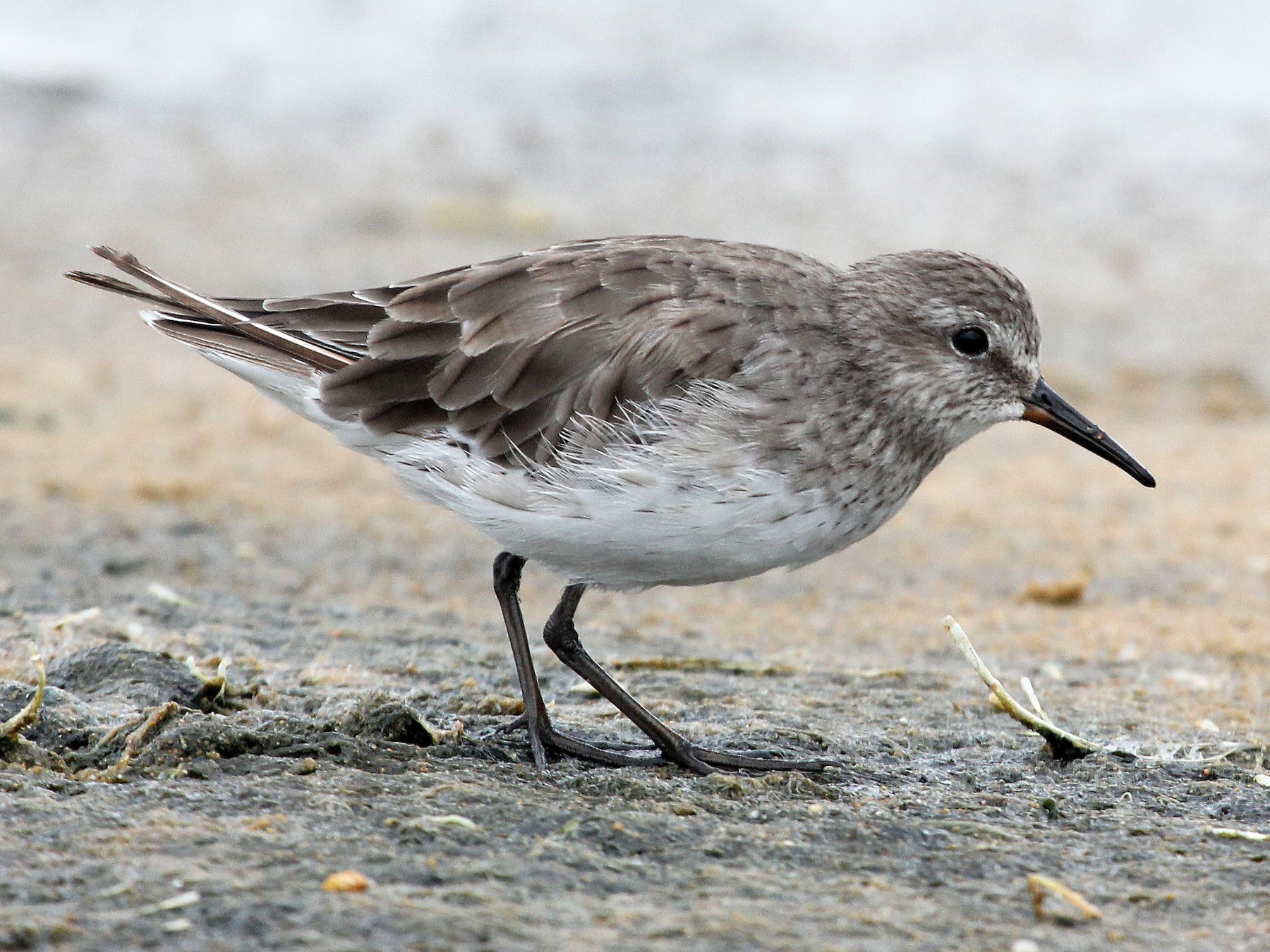 White-rumped Sandpiper - Ray Turnbull