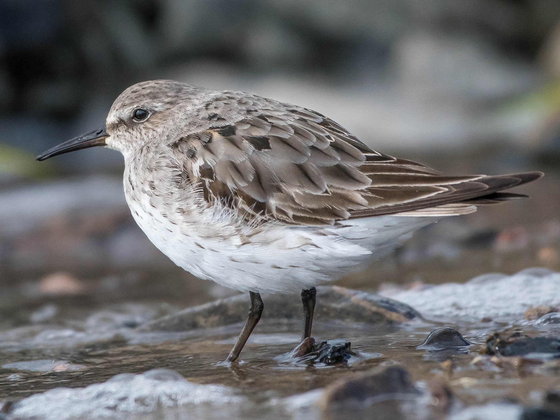 White-rumped Sandpiper - Annie Lavoie