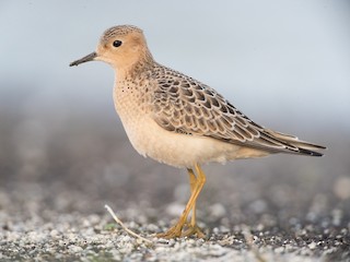  - Buff-breasted Sandpiper