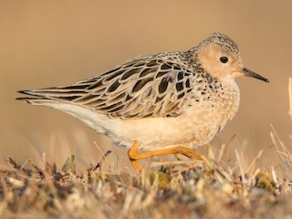  - Buff-breasted Sandpiper
