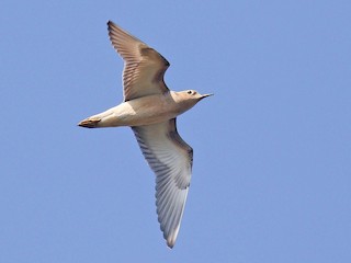  - Buff-breasted Sandpiper