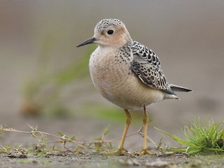  - Buff-breasted Sandpiper