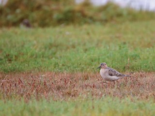  - Buff-breasted Sandpiper