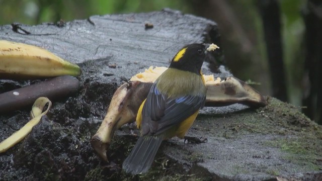 Black-chinned Mountain Tanager - ML301533091