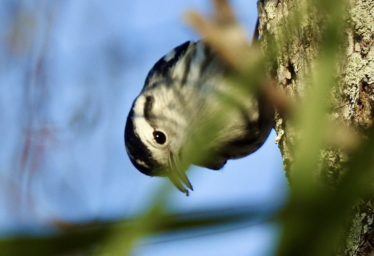 Black-and-white Warbler - Florida Birder