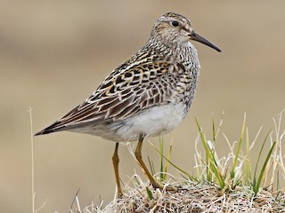  - Pectoral Sandpiper