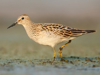  - Pectoral Sandpiper