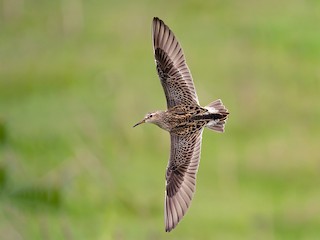  - Pectoral Sandpiper