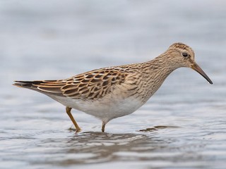  - Pectoral Sandpiper