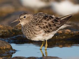  - Pectoral Sandpiper