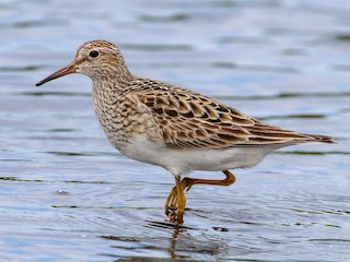  - Pectoral Sandpiper