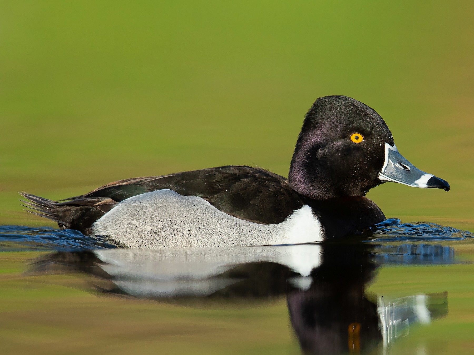 hen ringneck duck