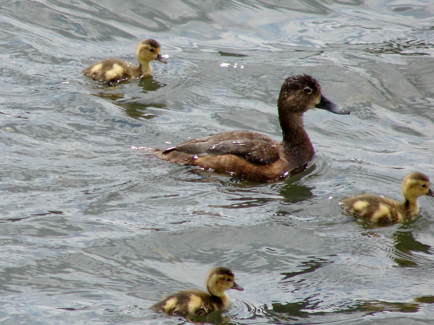 Hen Ringneck Duck