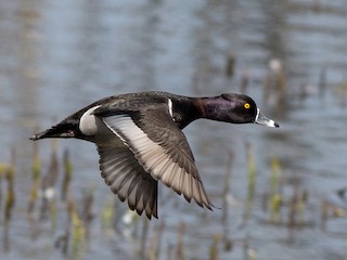 繁殖期雄鳥 - Naseem Reza - ML301537281