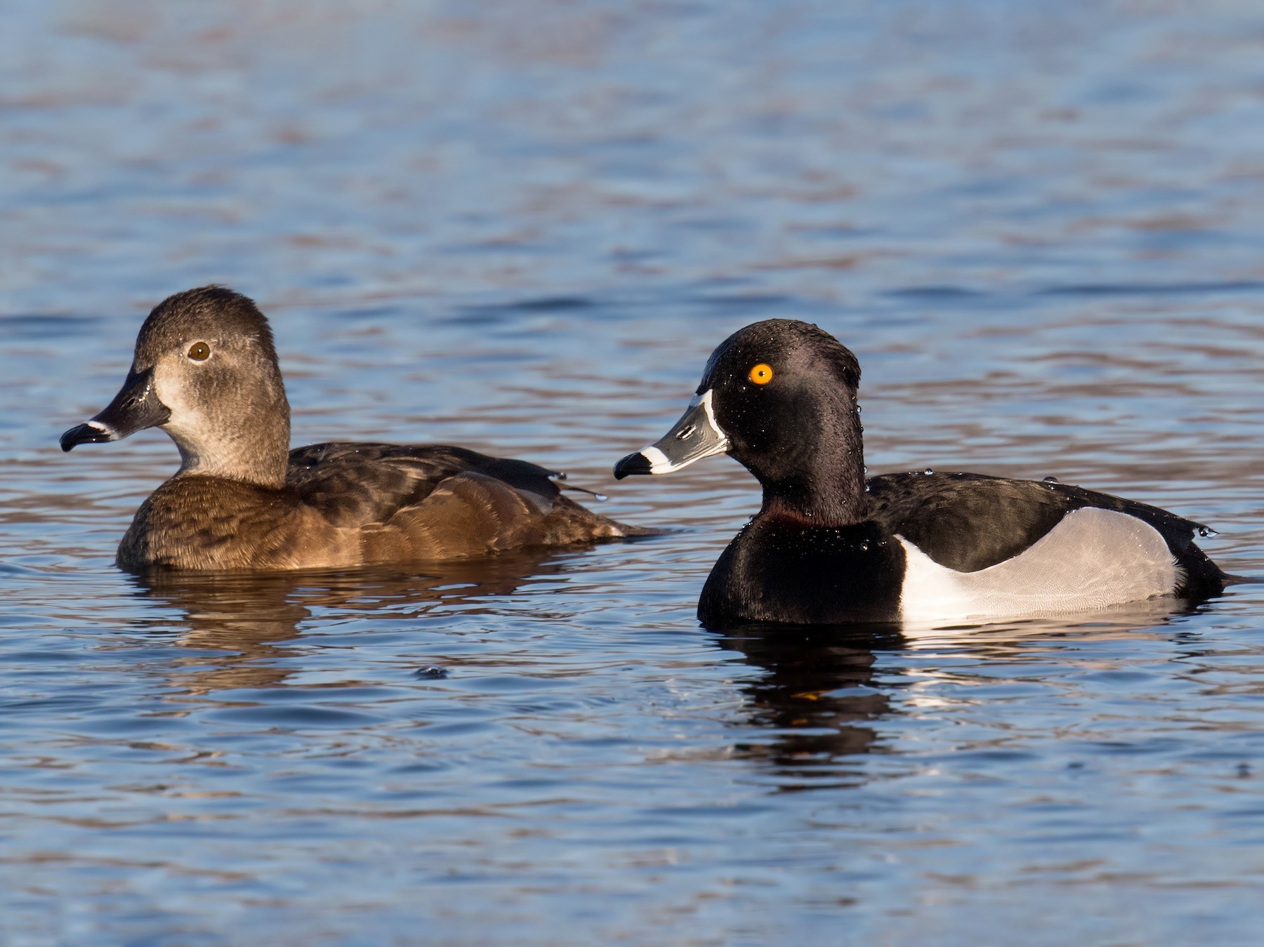 Ring-necked Duck - Darlene Friedman