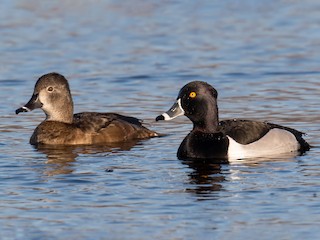 繁殖期雌雄鳥 - Darlene Friedman - ML301537321