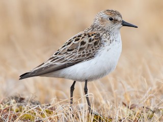  - Semipalmated Sandpiper