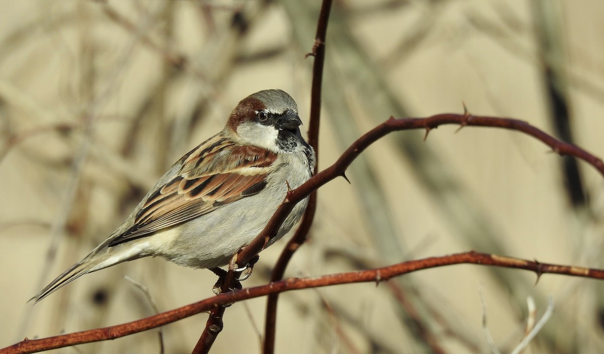 House Sparrow - Weston Barker