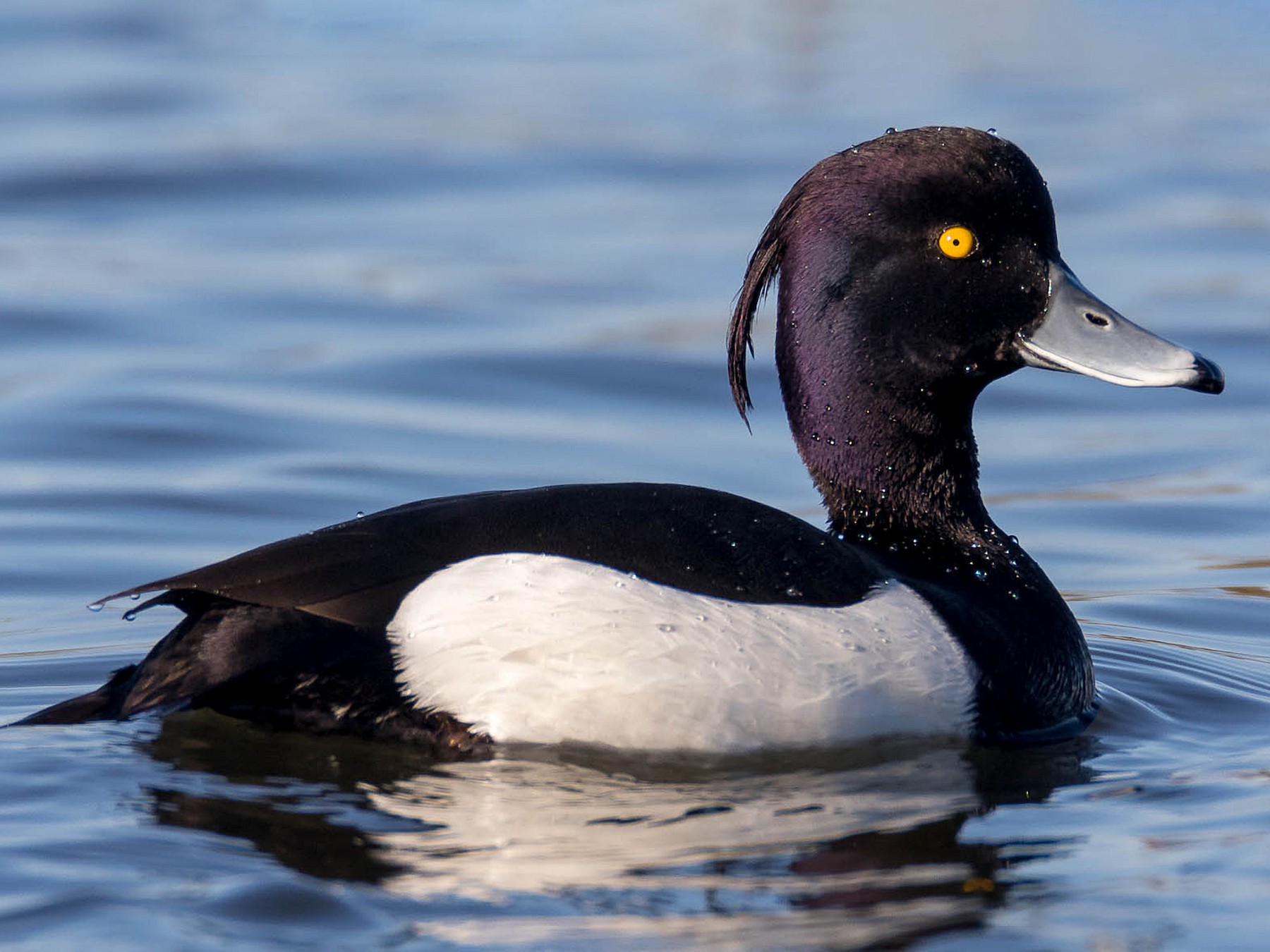 black crested duck