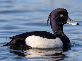  - Tufted Duck