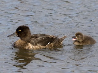  - Tufted Duck
