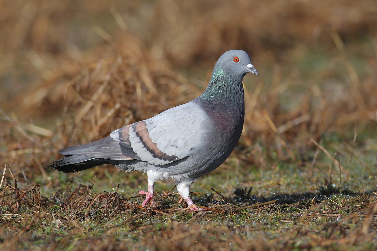 Rock Pigeon (Feral Pigeon) - ML301543471