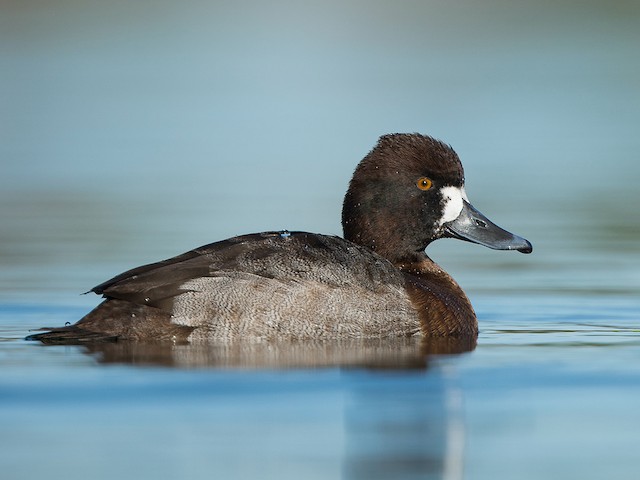 Photos - Lesser Scaup - Aythya affinis - Birds of the World