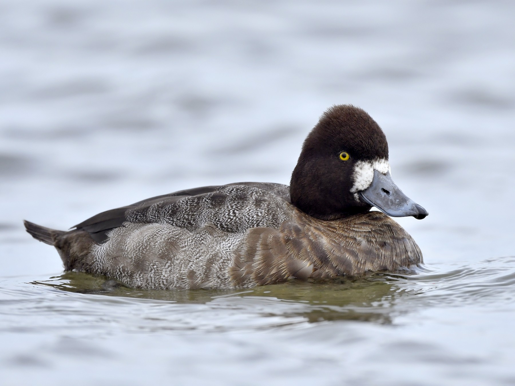 Lesser Scaup - eBird