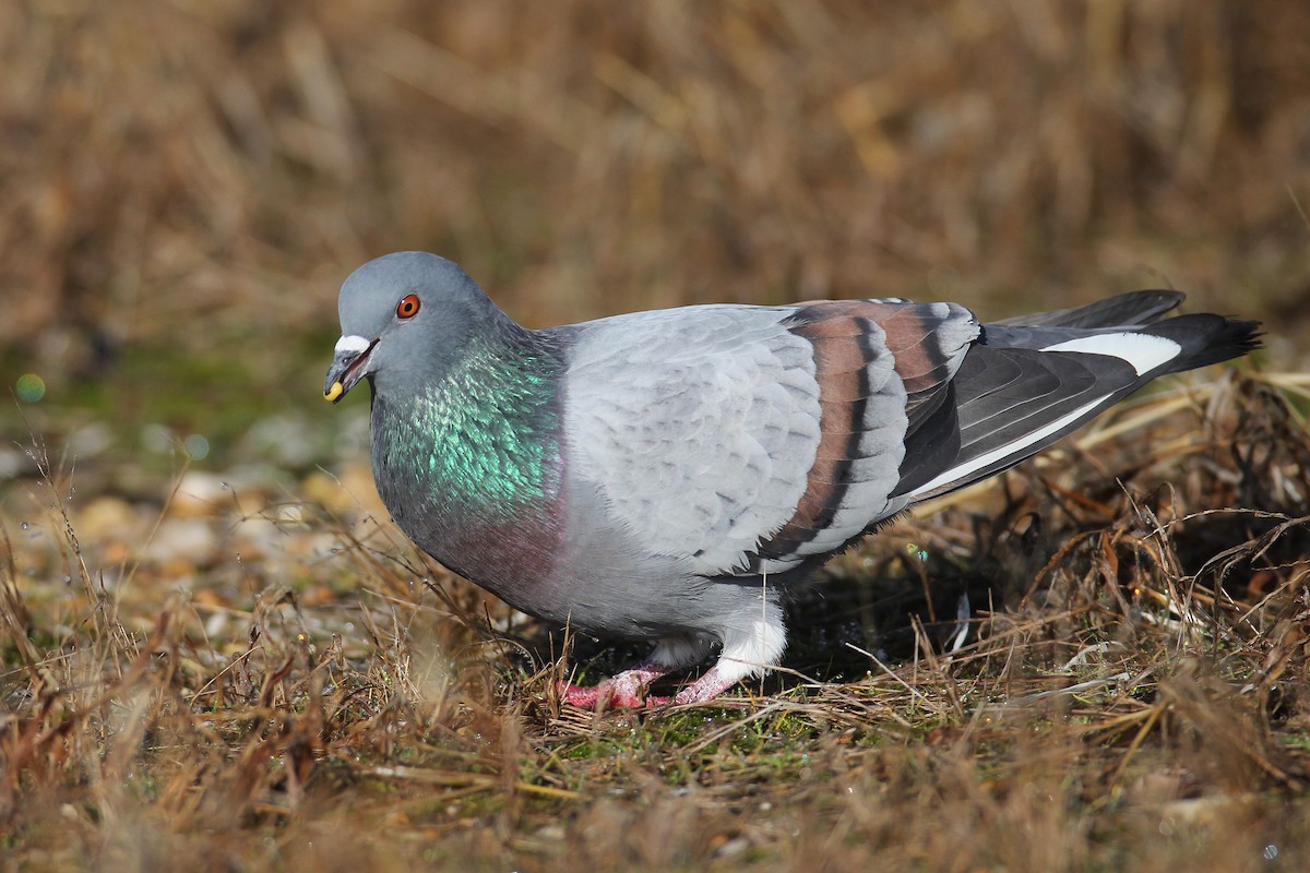 Rock Pigeon (Feral Pigeon) - ML301547271