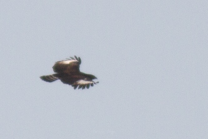 Long-crested Eagle - ML301549111