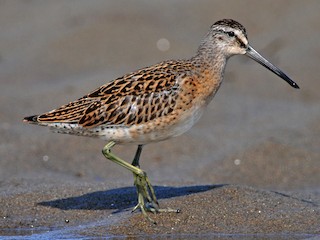 アメリカオオハシシギ - eBird